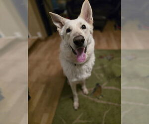 German Shepherd Dog-Unknown Mix Dogs for adoption in Princeton, MN, USA