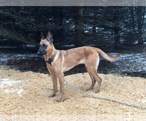 Mother of the Belgian Malinois puppies born on 08/05/2022