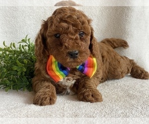 Poodle (Miniature) Puppy for sale in EAST EARL, PA, USA
