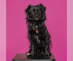 Chiranian Dogs for adoption in Fargo, ND, USA