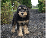 Small Photo #2 Miniature Bernedoodle Puppy For Sale in WARSAW, IN, USA