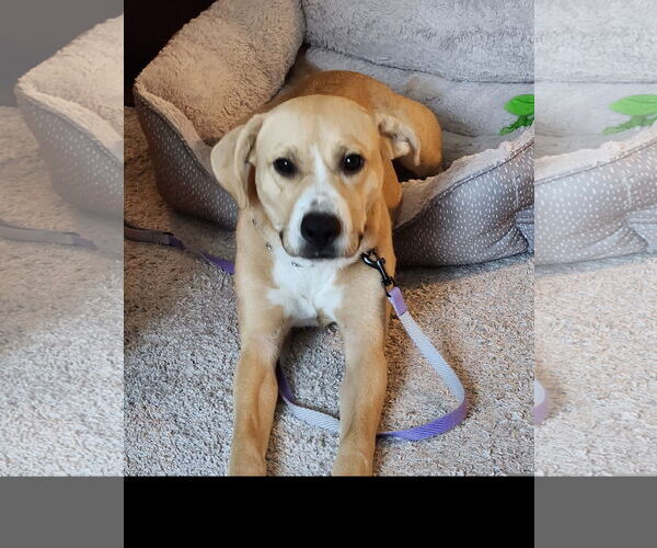 Medium Photo #1 Labrador Retriever Puppy For Sale in Denton, TX, USA