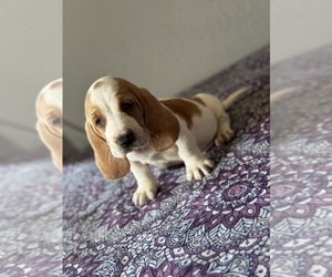 Basset Hound Puppy for sale in HILMAR, CA, USA