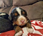 Small #4 Bernese Mountain Dog