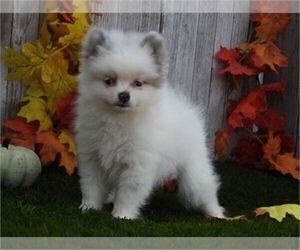 Pomeranian Puppy for sale in HOUSTON, TX, USA