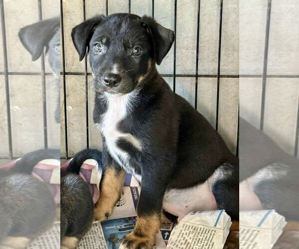 Medium Photo #1 Bernese Mountain Dog-Labrador Retriever Mix Puppy For Sale in Jefferson, NJ, USA