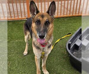 German Shepherd Dog-Unknown Mix Dogs for adoption in Las Vegas, NV, USA