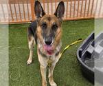 Small German Shepherd Dog Mix