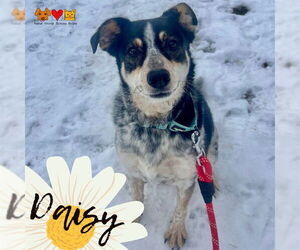 Mutt Dogs for adoption in Center Township, PA, USA