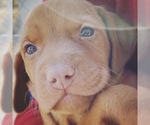Small Photo #6 Vizsla Puppy For Sale in AGUA DULCE, CA, USA