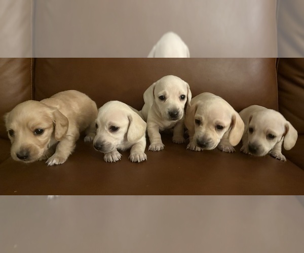 Medium Photo #3 Dachshund Puppy For Sale in CHARLOTTESVILLE, VA, USA