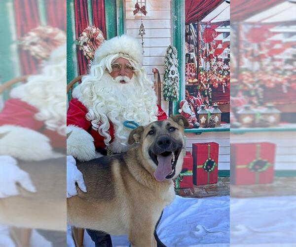 Medium Photo #1 Shepradors Puppy For Sale in Long Beach, CA, USA