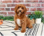 Small #1 Cavapoo (Miniature)
