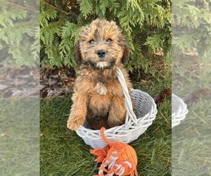 Mini Whoodle (Wheaten Terrier/Miniature Poodle) Puppy for sale in MIDDLEBURY, IN, USA