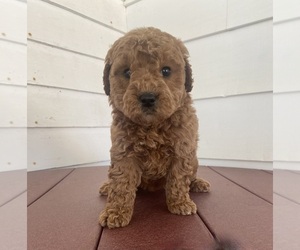 Poodle (Miniature) Puppy for sale in FREDERICKSBURG, OH, USA