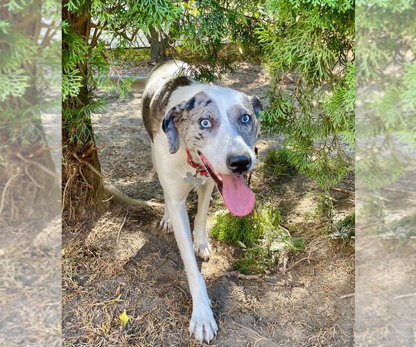 Medium Photo #7 Catahoula Leopard Dog-Unknown Mix Puppy For Sale in Canton, CT, USA