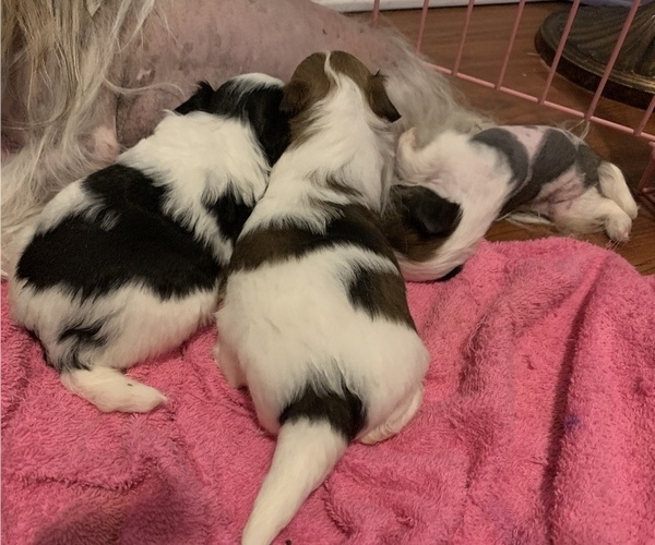 Medium Photo #2 Chinese Crested Puppy For Sale in MANHATTAN, NY, USA