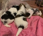 Small Photo #2 Chinese Crested Puppy For Sale in MANHATTAN, NY, USA