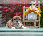 Puppy Thelma Beabull