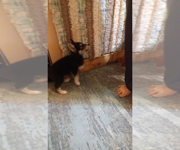 Medium Photo #7 Gerberian Shepsky Puppy For Sale in EDMORE, MI, USA