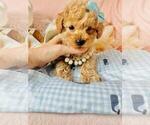 Small #46 Poodle (Toy)