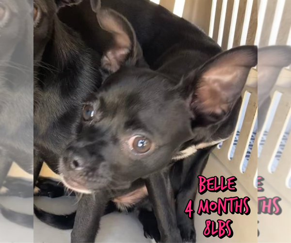Medium Photo #1 Chihuahua-Unknown Mix Puppy For Sale in Woodbury, NY, USA