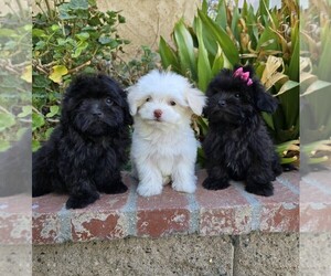 Maltipoo Puppy for sale in TEMECULA, CA, USA