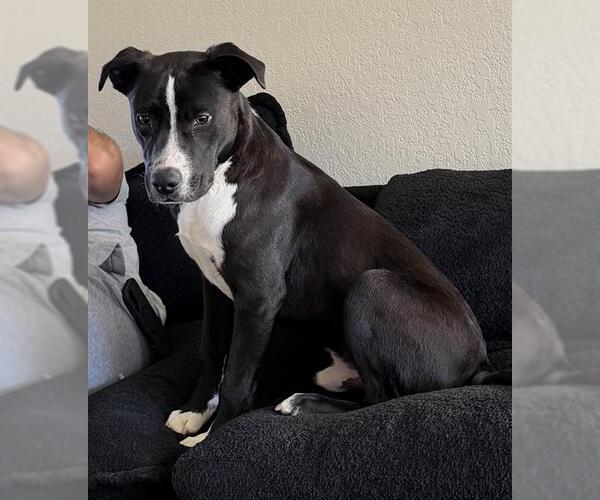 Medium Photo #1 Labrador Retriever-Unknown Mix Puppy For Sale in San Antonio, TX, USA