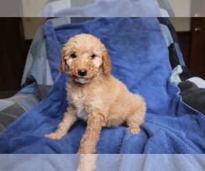 Medium Goldendoodle-Poodle (Miniature) Mix