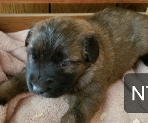 German Shepherd Dog-Saint Bernard Mix Puppy for sale in SAND LAKE, MI, USA