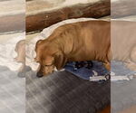 Small #4 Labrador Retriever Mix