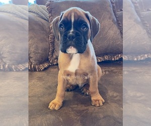 Boxer Puppy for sale in PROSSER, WA, USA