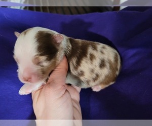 Miniature Australian Shepherd Puppy for sale in ELIZ CITY, NC, USA