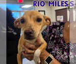Small #10 Dachshund Mix