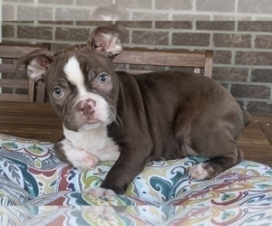 Boston Terrier Puppy for sale in NOBLESVILLE, IN, USA
