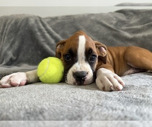 Medium Boxer