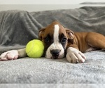 Puppy Black Boxer
