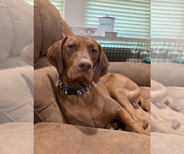 Medium Photo #1 Vizsla Puppy For Sale in CROWLEY, TX, USA