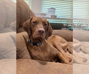 Father of the Vizsla puppies born on 05/24/2025
