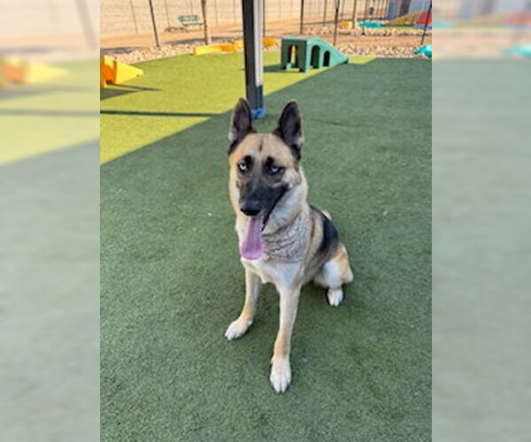 Medium Photo #3 German Shepherd Dog Puppy For Sale in Chandler, AZ, USA