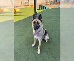Small Photo #3 German Shepherd Dog Puppy For Sale in Chandler, AZ, USA
