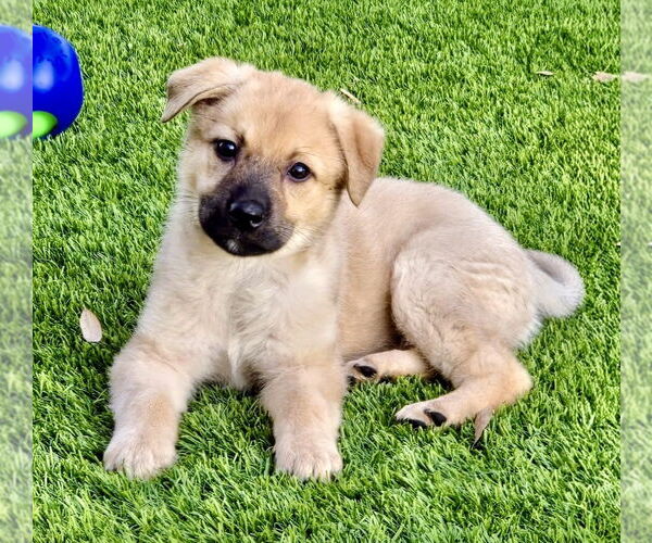 Medium Photo #1 Mutt Puppy For Sale in Royal Palm Beach, FL, USA