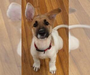 German Shepherd Dog-Unknown Mix Dogs for adoption in San Antonio, TX, USA