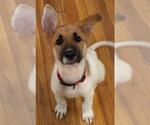 Small German Shepherd Dog Mix