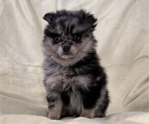 Pomeranian Puppy for sale in OWEN, WI, USA
