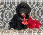 Small Photo #1 Cocker Spaniel-Poodle (Miniature) Mix Puppy For Sale in LAKELAND, FL, USA