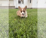 Small Photo #18 Pembroke Welsh Corgi Puppy For Sale in MILFORD, IN, USA