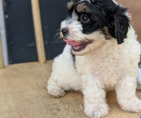 Medium Photo #51 Poovanese Puppy For Sale in GOSHEN, IN, USA