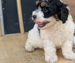 Small #7 Poovanese