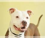 Small American Bulldog Mix